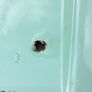 Nissan figaro boot lid / door Image 2