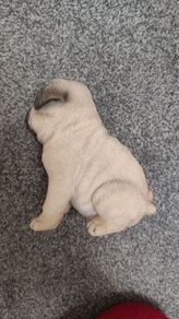 pug dog animal display toy