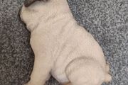 pug dog animal display toy