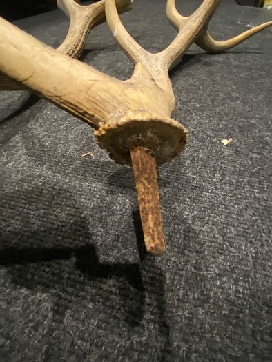 Deer Antlers
