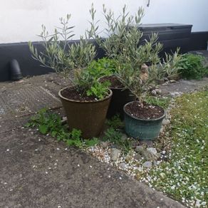 three olive trees two years old, includes pots.
