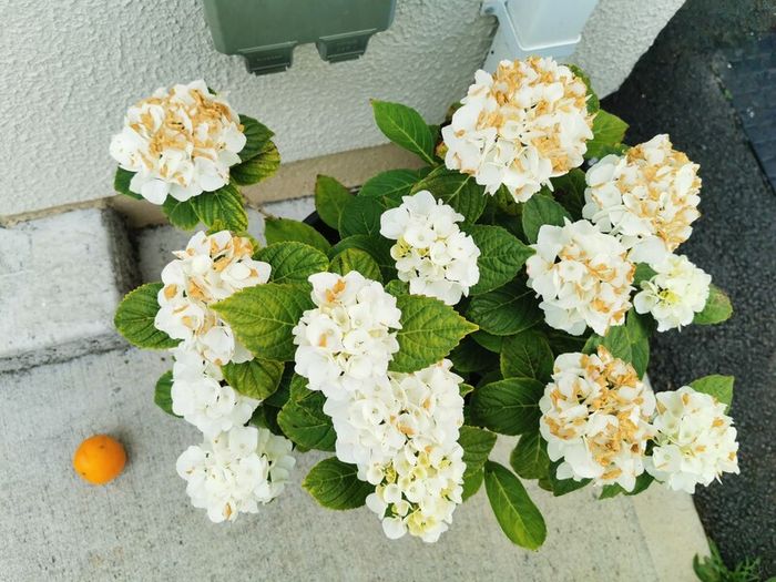 White Hydrangea plant