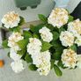White Hydrangea plant Image 2