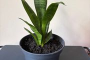 snake plant