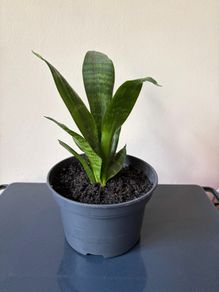 snake plant