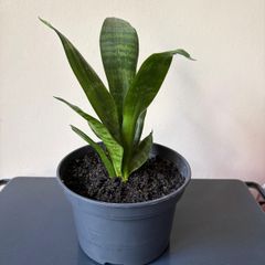 snake plant