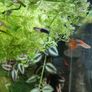 guppy fish fry Image 7