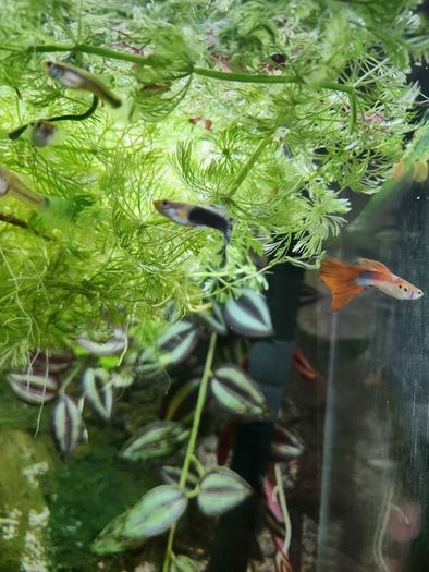 guppy fish fry