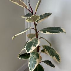 Ficus Tineke Houseplant
