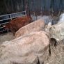6 Heifer weanlings Image 4