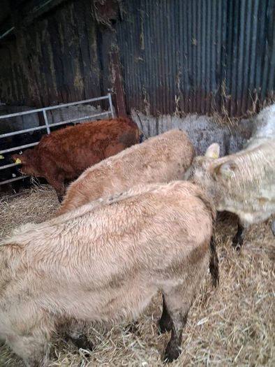 6 Heifer weanlings