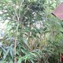 garden bamboo Image 2