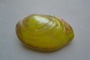 Shell ornament, Decoration, Home decor