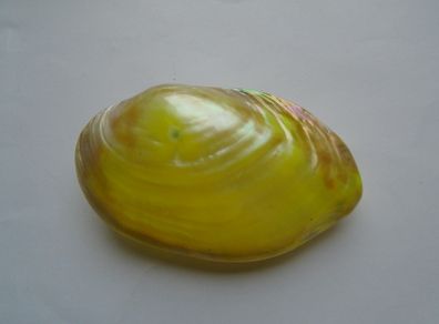 Shell ornament, Decoration, Home decor