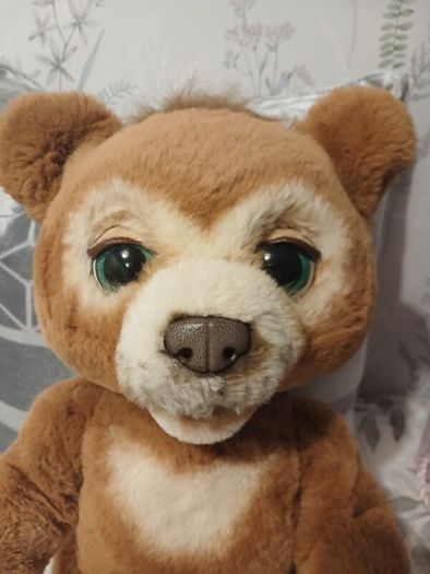 Cubby the curious bear