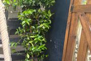 Established 210cm evergreen trachelospermum star fragrant flower jasmine in large rattan planter with trellis