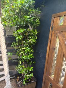 Established 210cm evergreen trachelospermum star fragrant flower jasmine in large rattan planter with trellis