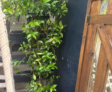 Established 210cm evergreen trachelospermum star fragrant flower jasmine in large rattan planter with trellis