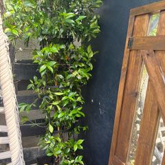 Established 210cm evergreen trachelospermum star fragrant flower jasmine in large rattan planter with trellis