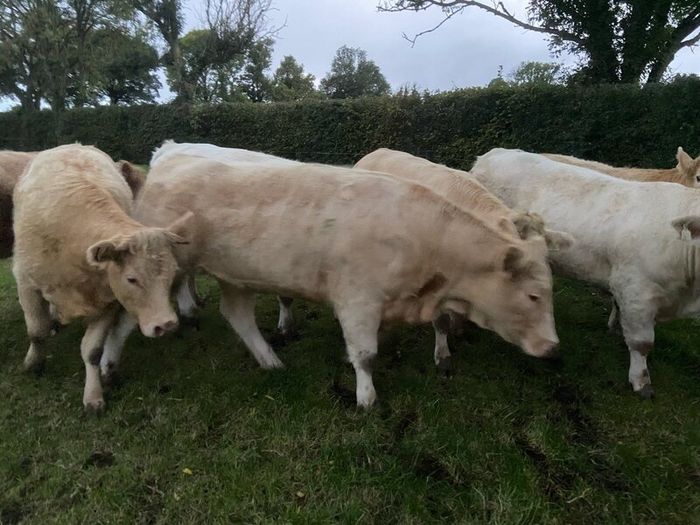 Cattle