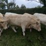 Cattle Image 4