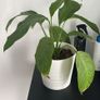 Indoor Plant Set with White Pots - Available Together or Separately Image 4