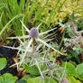 Butterfly Bush Buddlia Plants Image 7