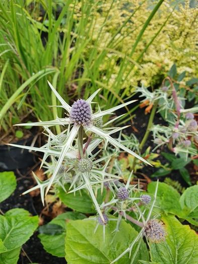 Butterfly Bush Buddlia Plants