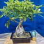 Schefflera Tree Bonsai Image 3