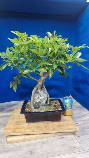 Schefflera Tree Bonsai