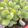plant Image 3