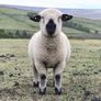 Hampshire Ram Lambs Image 2