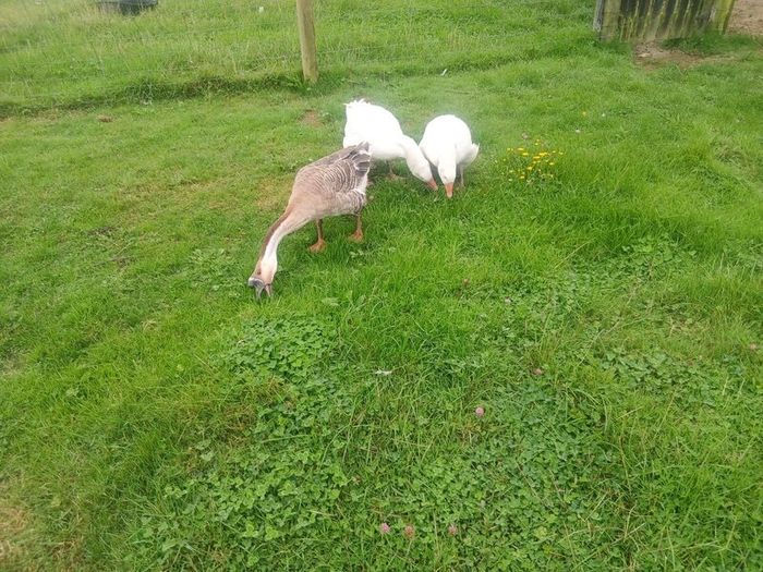 Geese
