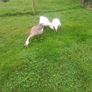 Geese Image 4