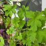 House plants Image 6