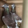 pigeons Image 2