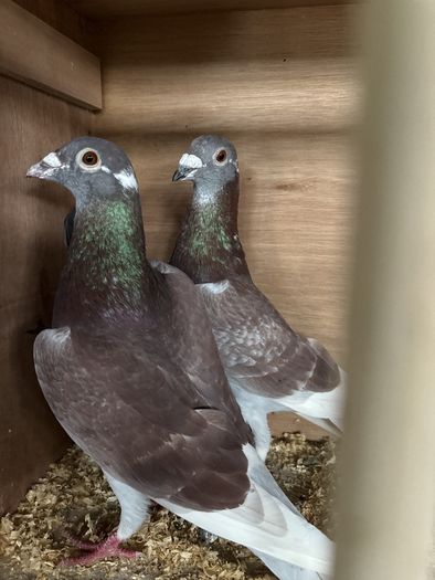 pigeons