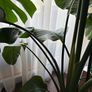 Mature Strelitzia Nicolai (Bird of Paradise) Houseplant Image 4
