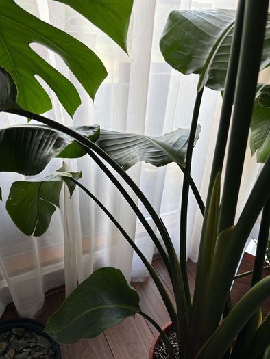 Mature Strelitzia Nicolai (Bird of Paradise) Houseplant