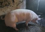 Pigs  for sale.