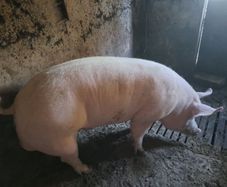 Pigs  for sale.