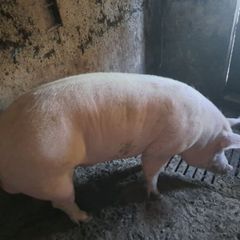 Pigs  for sale.