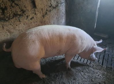 Pigs  for sale.