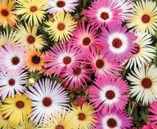 (D) Livingstone Daisy Seeds 0.2g (415083)