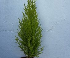 Small Trees