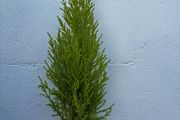 Small Trees