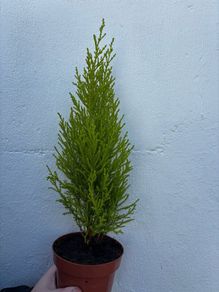Small Trees