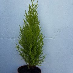 Small Trees