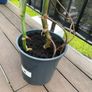 Large monstera Image 6