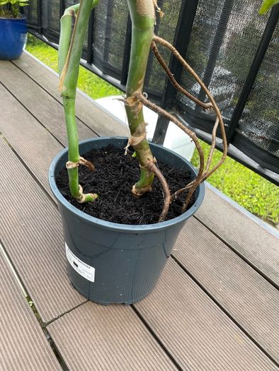 Large monstera